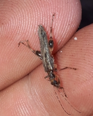 Oedemera marmorata