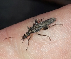 Oedemera marmorata