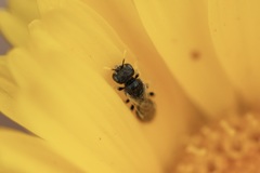 Perdita callicerata