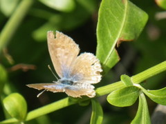 Leptotes marina