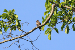 Bradornis fuliginosus