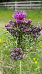 Cirsium palustre
