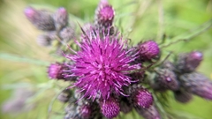 Cirsium palustre