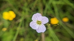 Cardamine pratensis