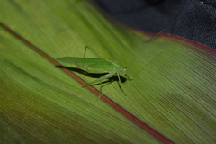 Anaulacomerina