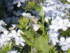 Leptotes marina