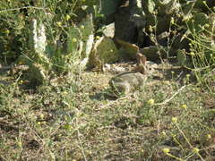 Sylvilagus audubonii