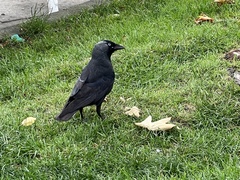 Corvus monedula