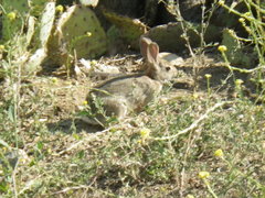 Sylvilagus audubonii