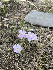 Phlox sibirica