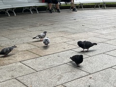 Columba livia domestica
