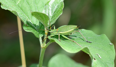 Ephippiger perforatus