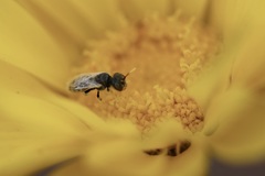 Perdita callicerata