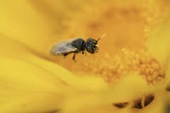 Perdita callicerata