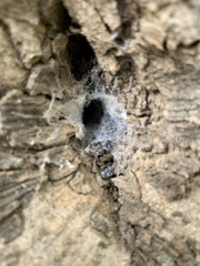 Filistata insidiatrix