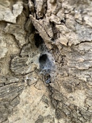 Filistata insidiatrix