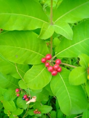 Rauvolfia serpentina