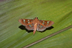 Phostria temira