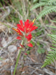 Castilleja litoralis