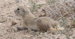 Spermophilus xanthoprymnus