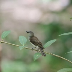 Pachycephala cinerea