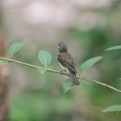Pachycephala cinerea