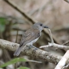 Pachycephala cinerea