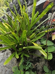 Cymbidium bicolor