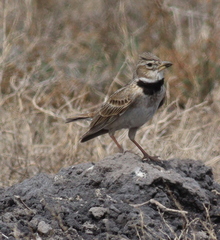 Melanocorypha calandra