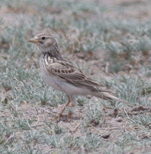 Turkestan Short-toed Lark (Alaudala heinei), photo 8