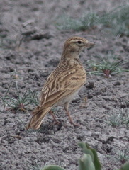 Calandrella brachydactyla