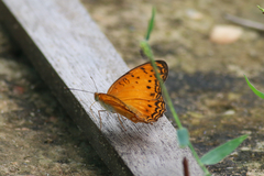 Phalanta eurytis eurytis