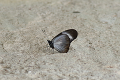 Hypolimnas anthedon anthedon