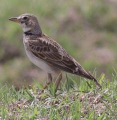 Melanocorypha calandra