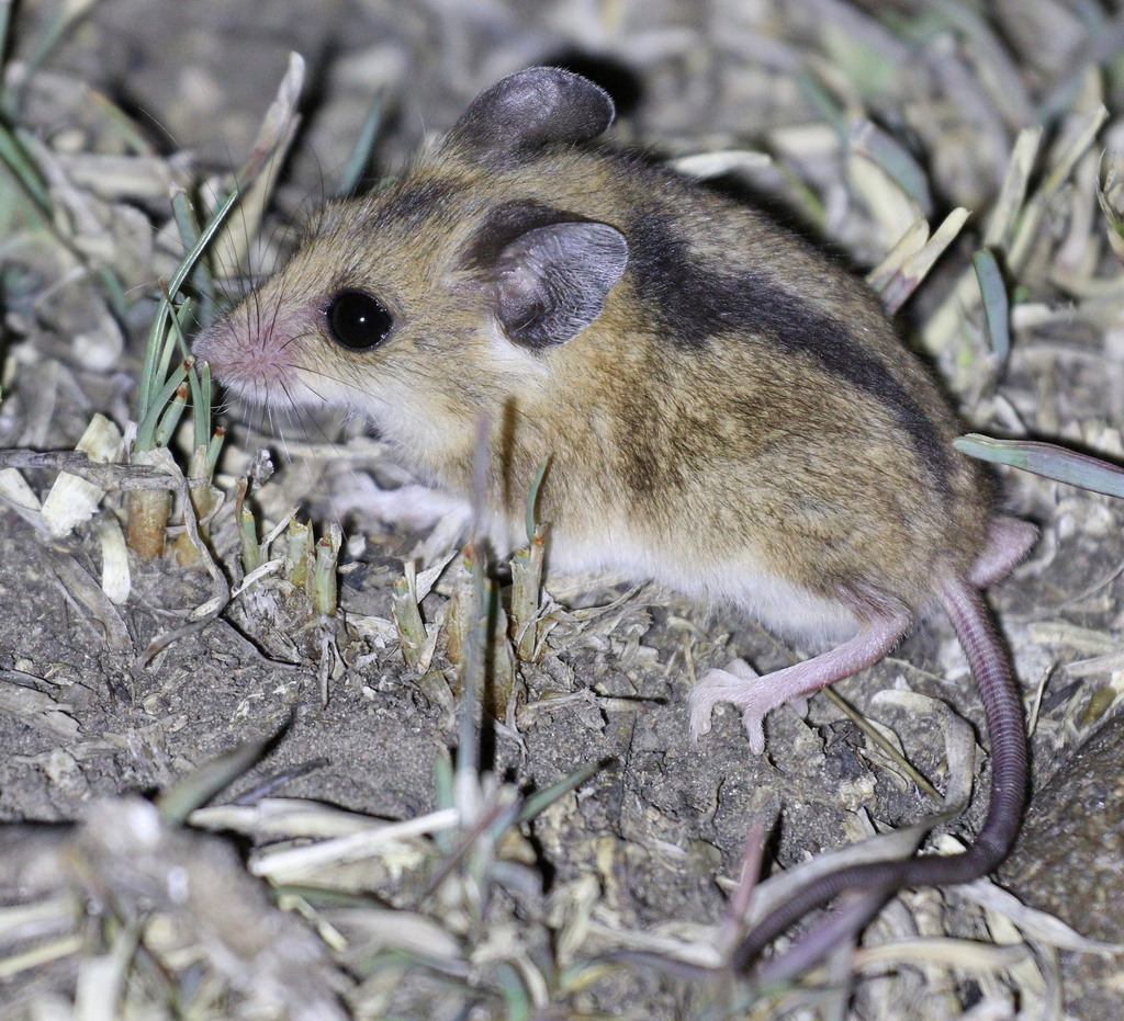 Gray African Climbing Mouse