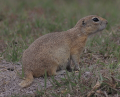 Spermophilus xanthoprymnus