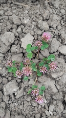 Trifolium isthmocarpum