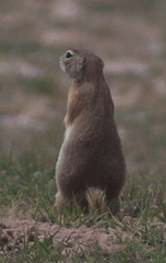 Spermophilus xanthoprymnus