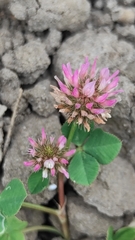 Trifolium isthmocarpum