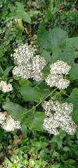 Pericallis malvifolia