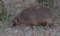 Erinaceus concolor