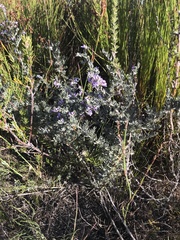 Amphithalea violacea