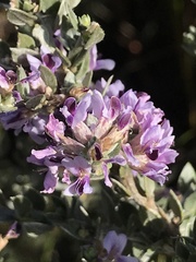 Amphithalea violacea