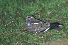 Caprimulgus vexillarius