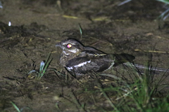 Caprimulgus climacurus