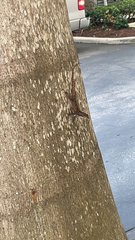 Anolis sagrei
