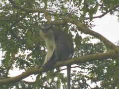 Cercopithecus mona