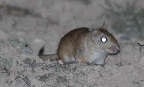 Tristram's Jird (Meriones tristrami) — Least Concern Mammalia