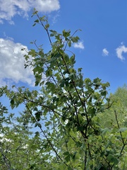 Acer glabrum neomexicanum