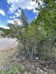 Acer glabrum neomexicanum